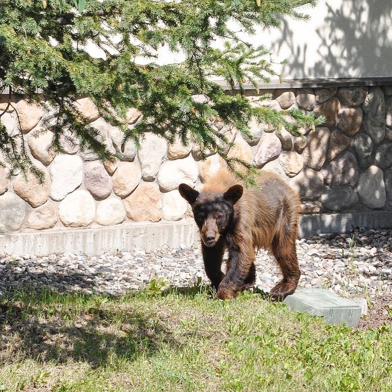 How to Follow these smart, practical tips to bearproof your home and